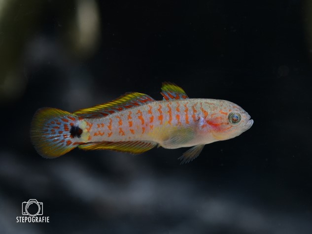 Schwanzfleck-Schläfergrundel / Pastellgrundel (Tateurndina ocellicauda) von Tiere außer Diskus