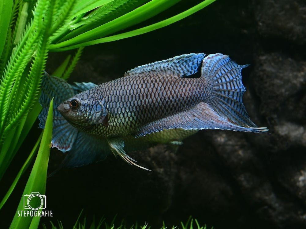 Schwarze Makropode Royal Blau (Macropodus spechti royal blue) von Tiere außer Diskus