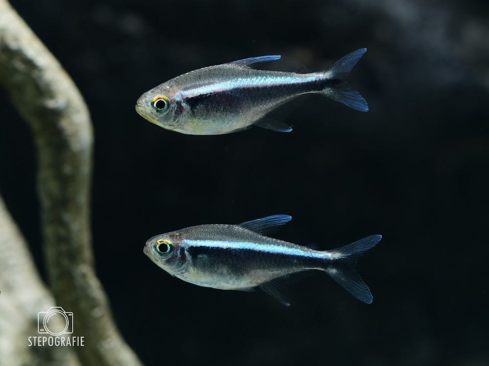 Schwarzer Neon (Hyphessobycon herbertaxelrodi) von Tiere außer Diskus