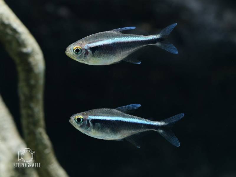 Schwarzer Neon (Hyphessobycon herbertaxelrodi) von Tiere außer Diskus