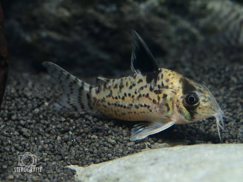 Schwarzflossen Panzerwels (Corydoras leucomelas) von Tiere außer Diskus