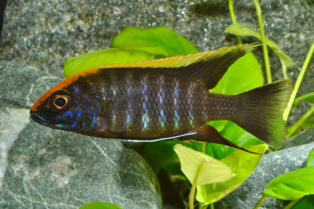 Schwefelkopf Kaiserbuntbarsch (Aulonocara maylandi) von Tiere außer Diskus