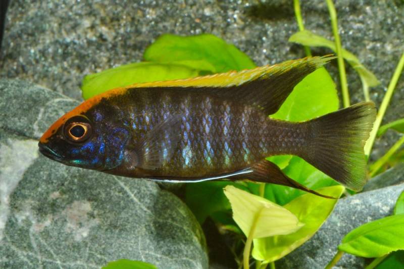 Schwefelkopf Kaiserbuntbarsch (Aulonocara maylandi) von Tiere außer Diskus