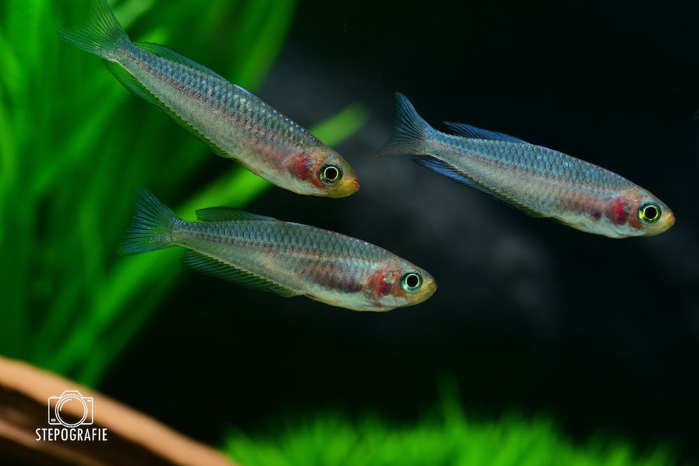 Searys Creek Regenbogenfisch (Rhadinocentrus ornatus) von Tiere außer Diskus