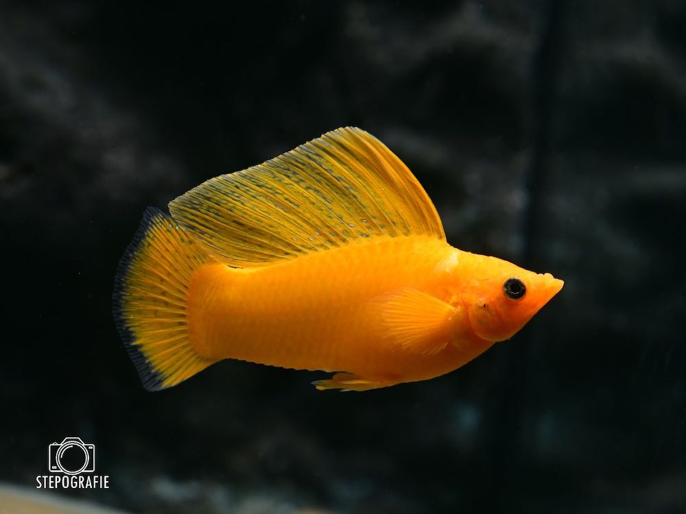 Segelkärpfling Gold (Poecilia velifera var.) von Tiere außer Diskus