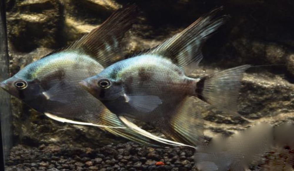 Skalar Blue Smokey (Pterophyllum scalare), Größe XXL von Tiere außer Diskus