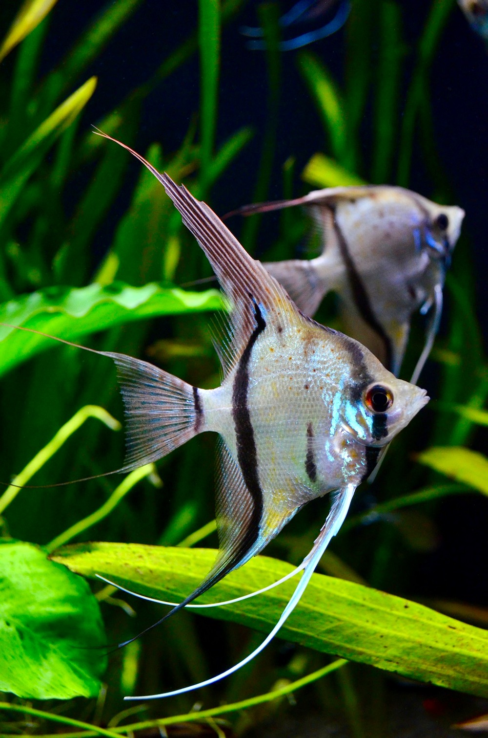 Skalar Peru Altum Honigflecken (Pterophyllum altum var.) 8-10 cm (DNZ deutsche Nachzucht) von Tiere außer Diskus