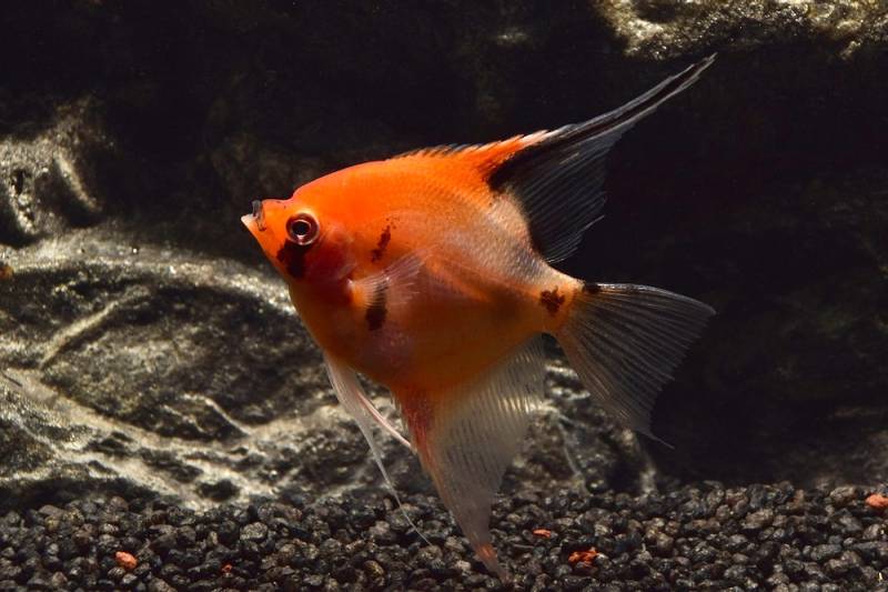 Skalar Red Devil, Größe L (Pterophyllum scalare var.) von Tiere außer Diskus