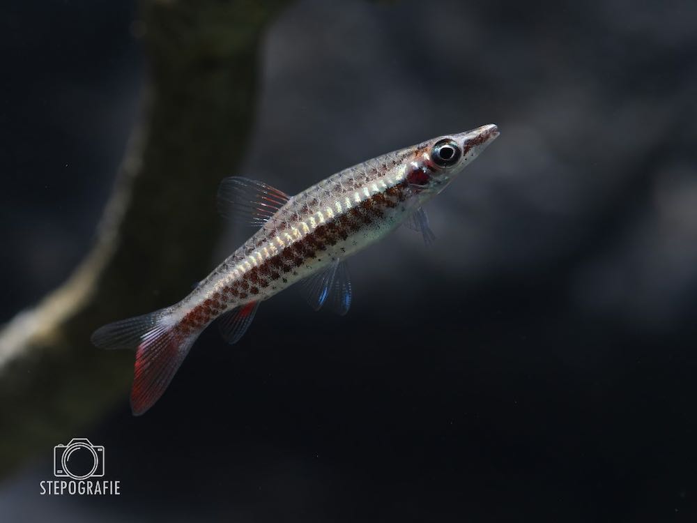 Spitzmaul-Ziersalmler (Nannostomus eques) von Tiere außer Diskus