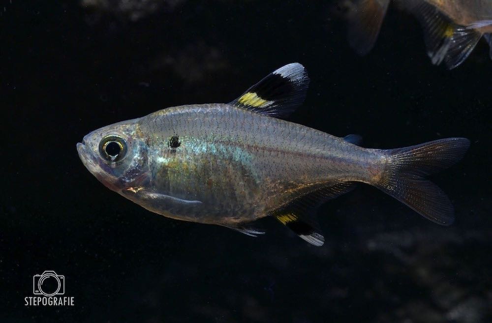 Sternflecksalmler (Pristella maxillaris) von Tiere außer Diskus