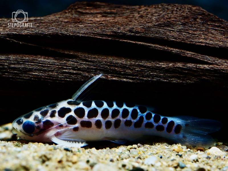 Trugdornwels (Centromochlus perugiae) von Tiere außer Diskus