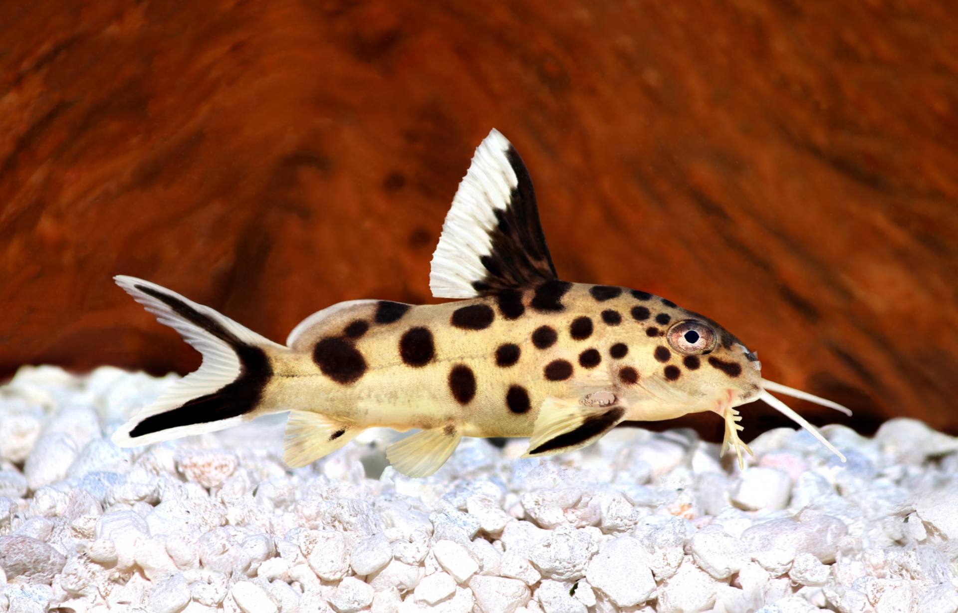 Vielpunkt-Fiederbartwels / Vielpunkt-Kuckuckswels (Synodontis multipunctatus) von Tiere außer Diskus