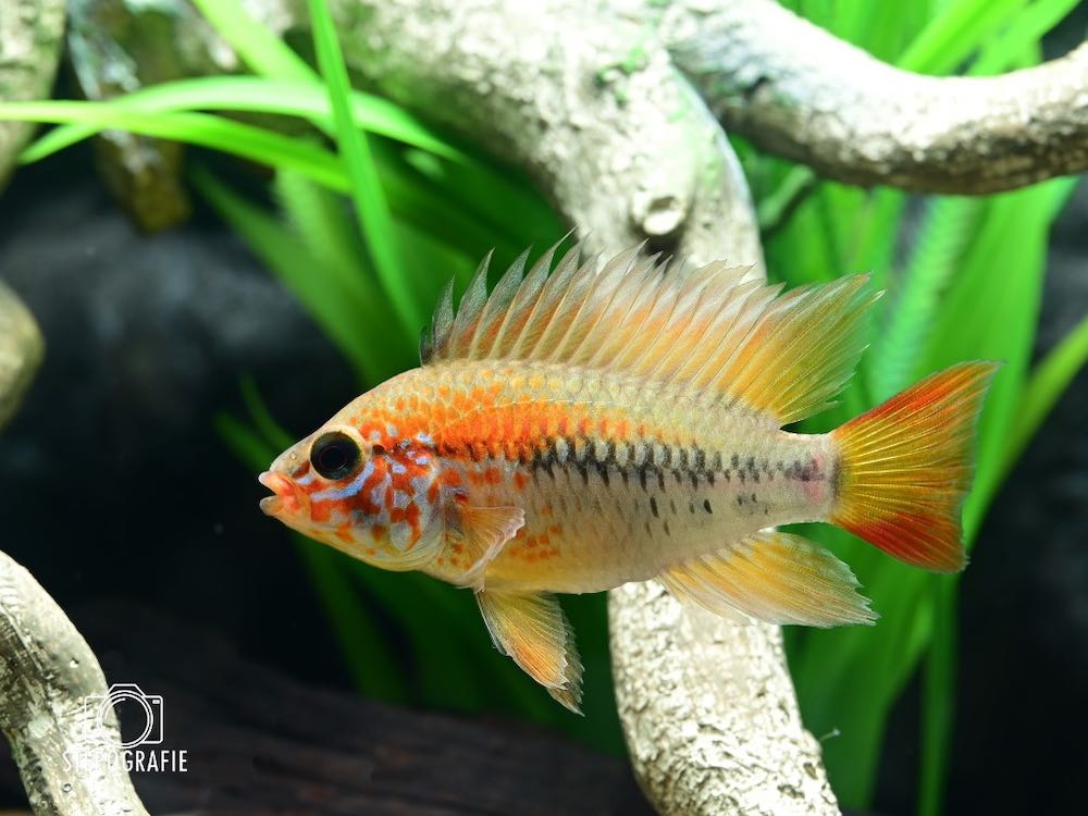 Villavicencio-Zwergbuntbarsch 'Größe M' (Apistogramma macmasteri) von Tiere außer Diskus