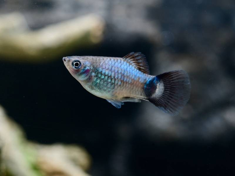 Wagtail Blau Platy (Xiphophorus maculatus var.) von Tiere außer Diskus