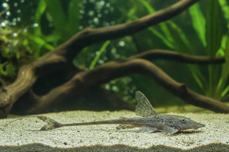 Zwerg-Störwels (Sturisomatichthys leightoni) von Tiere außer Diskus