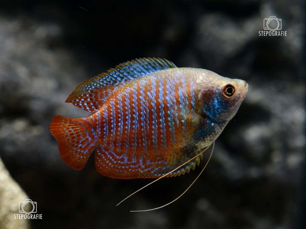 Zwergfadenfisch (Trichogaster lalia/lalius) von Tiere außer Diskus