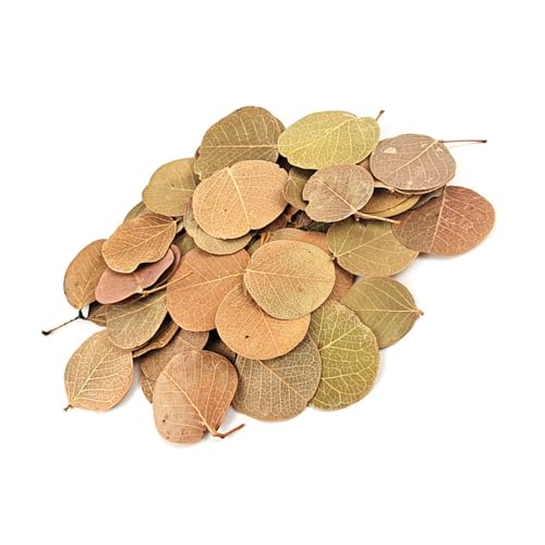 Natürliche Blättersubstrat Für Aquascaping Verbessert Die Natürlichen Lebensräume In Aquarien Und Terrarium Setups Dekoration Easy Aquascaping Blätter von Tmboryuu