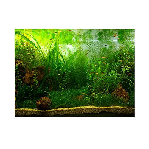 Tnfeeon Wassergrasstil Fischtankdekoration Poster PVC Klebstoff Hintergrund mit Selbstklebendem Design, Großartiges Dekor für Aquarium, 122 * 61 cm (1) von Tnfeeon