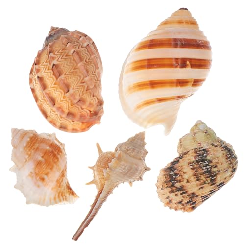 Toddmomy 5 Stück Landschaftsgestaltung von Muschelbecken Höhlen Dekorativ Meeresschnecken Dekoration Schneckendeko für Fischbecken Zubehör für den Lebensraum von Einsiedlerkrebsen Muscheln von Toddmomy