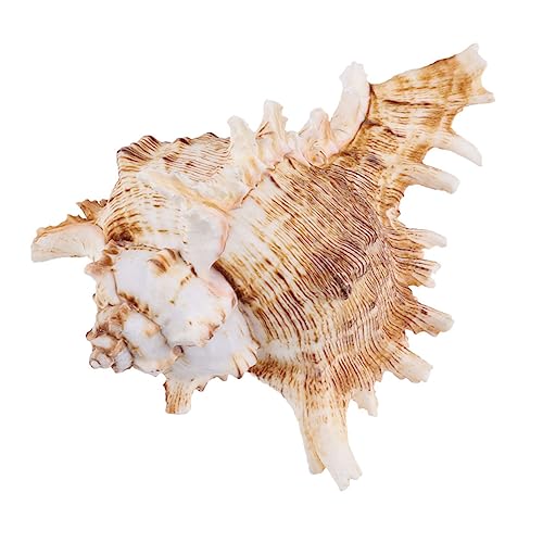 Toddmomy Natürlicher Meeresschnecken Blumentopf Aquarium Dekoration Farblich Sortiert Leichtes Langlebiges Conch Ornament für Fischbecken Naturgetreue Fürs Aquarium Zufällige Farbe von Toddmomy