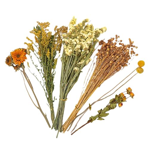 Toliya Kleintierkäfig – Natürliches Thema Hamster-Bettwäsche | Hamsterblumenstreu | Rennmäuse Käfig Zubehör | Hamster Heublume Einstreu Blume Blume Natürliche Blumenstreu für Chinchillas Eichhörnchen Toliya Kleintierkäfig – Natürliches Thema Hamster-Bettwäsche | Hamsterblumenstreu | Rennmäuse Käfig Zubehör | Hamster Heublume Einstreu Blume Blume Natürliche Blumenstreu für Chinchillas Eichhörnchen von Toliya