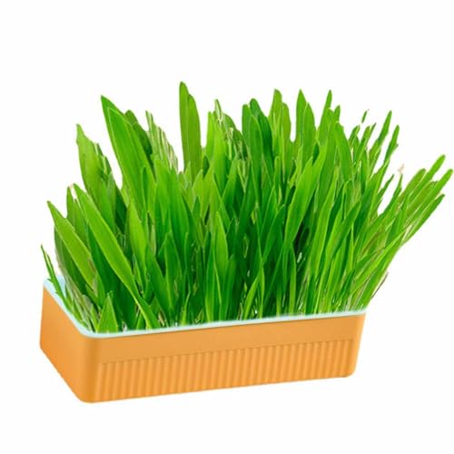 Tomantery Cat -Gras -Pflanzkasten Kit, Fördern Sie die Hydroponische Verdauung des Chat Gras Kultur Ernte Kits, das Freie Nährstoffsohle für Abnehmbares Wachstum für Abnehmbares Wachstum (Blau Orange) von Tomantery