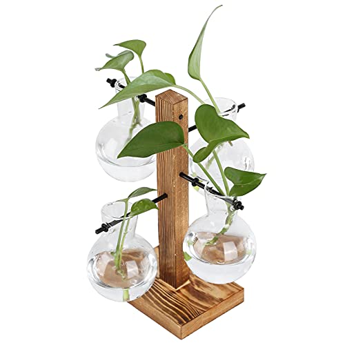 Pflanzen Terrarium, Glaspflanzenterrarium mit Holzständer, 4 Glaskolben Desktop Pflanzenvase für Hydrokultur, Zuhause, Garten, Büro Dekoration von Tomotato