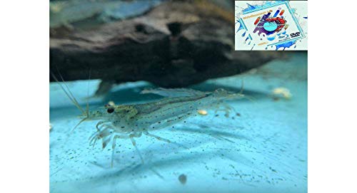 Topbilliger Tiere Amano Garnele Caridina multidentata 2-4 cm 10x und 2 Mooskugeln von Topbilliger Tiere