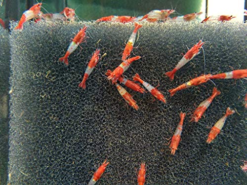 Topbilliger Tiere Red Rili Garnele - Neocaridina davidi 10x von Topbilliger Tiere