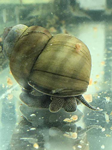 Topbilliger Tiere Teich Sumpfdeckelschnecke - Algen und Laubfresser - Gesundheitspolizei im Gartenteich! 3X Topbilliger Tiere Teich Sumpfdeckelschnecke - Algen und Laubfresser - Gesundheitspolizei im Gartenteich! 3X von Topbilliger Tiere