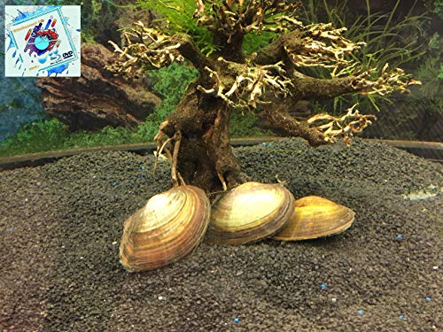 Topbilliger Tiere Teichmuschel für den Gartenteich - Algenkiller Gesundheitspolizei im Gartenteich! 3X Topbilliger Tiere Teichmuschel für den Gartenteich - Algenkiller Gesundheitspolizei im Gartenteich! 3X von Topbilliger Tiere
