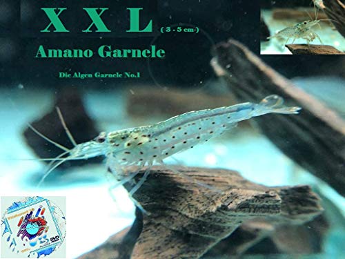 Topbilliger Tiere XXL Amano Garnele Caridina multidentata 3-5 cm 5X von Topbilliger Tiere