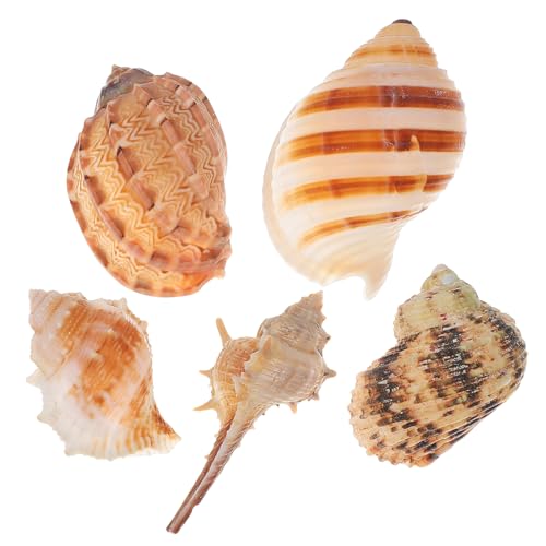 Totority 5 Stück Natürliche Muscheln für Aquariumdekoration Große Einsiedlerkrebs Schalen Vielseitig Einsetzbar für Heim Hochzeiten und Authentische Strandschätze für Kreative Gestaltung von Totority