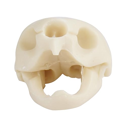 Toyvian 1 Stück Wasserpflanzen Ornamente Schildkrötenstatue Lebendige Totenkopfform Dekoration Aquarium Dekoration Simulation Dekorationen Simulierter Toyvian 1 Stück Wasserpflanzen Ornamente Schildkrötenstatue Lebendige Totenkopfform Dekoration Aquarium Dekoration Simulation Dekorationen Simulierter von Toyvian