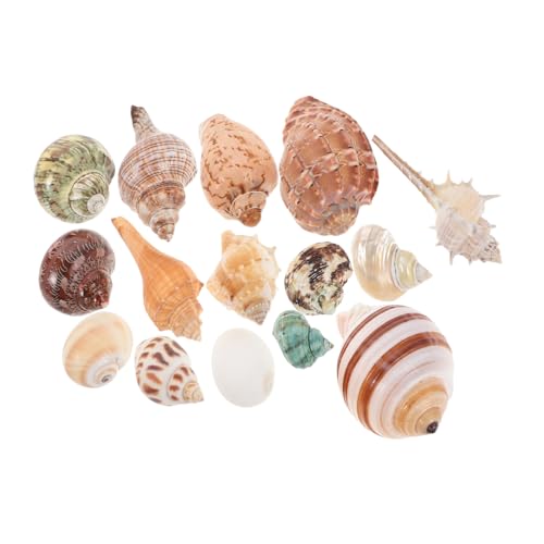 Toyvian 15 Stück Muscheln Gemischte Strandmuscheln Bunte Natürliche Muscheln Für Zuhause Strand Mottoparty Dekoration DIY Bastelarbeiten Vasenfüller Aquarium Dekorationen von Toyvian
