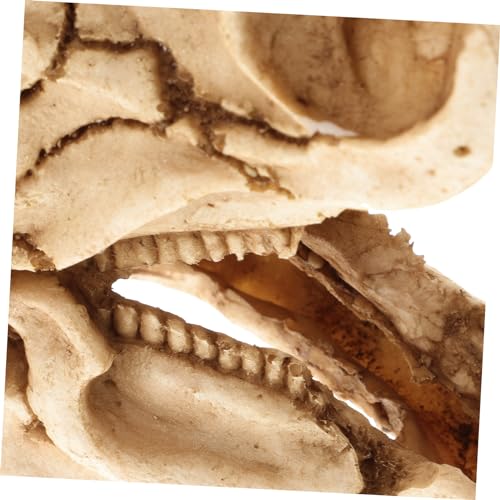 Toyvian Resin Dinosaur Skull Aquarium Ornament Fischbecken Dekoration Reptilienversteck für Schildkröten Eidechsen Geckos Langlebiges Terrarienhaus Toyvian Resin Dinosaur Skull Aquarium Ornament Fischbecken Dekoration Reptilienversteck für Schildkröten Eidechsen Geckos Langlebiges Terrarienhaus von Toyvian
