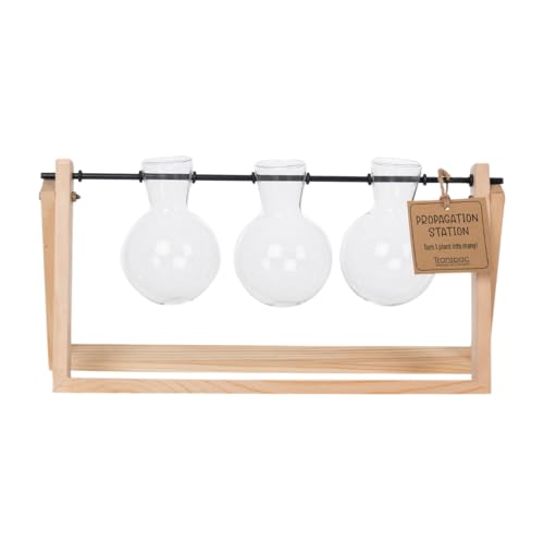 Transpac Zimmer-Terrarium, Glas und Holz, Dreifach-Pflanzen-Anzucht-Zwiebelvase, Standstation von Transpac Imports
