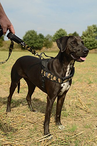 Latz Hund TG. Große Brustgurt mit Stirnband grau Mis. XL von Tre Ponti