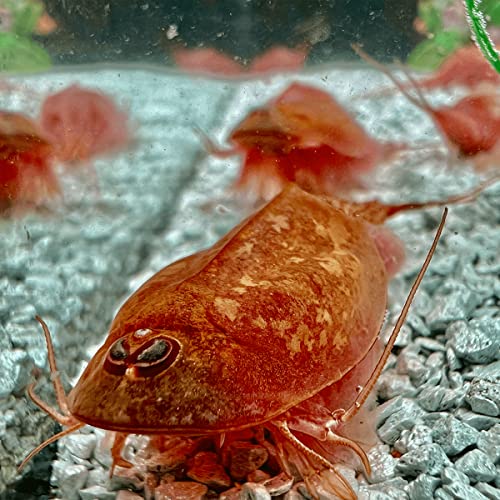 Triops Beni Kabuto ebi Albino Urzeitkrebse Starter Set Plus ca. 1000 Urzeitkrebs-Eiern / Zysten von Triops King aus Deutschland, Anleitung zur Zucht und Jungtier-Futter und Hauptfutter - Züchte deine eigenen Urzeitkrebse bei dir zu Hause im Aquarium von Triops King