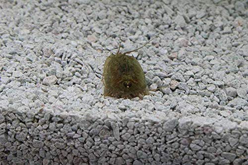 Triops King Triops Cancriformis Urzeitkrebse Starter Set mit ca. 50 Urzeitkrebs-Eiern/Zysten Deutschland, Anleitung zur Zucht und Jungtier-Futter - Züchte jetzt Deine eigenen Urzeitkrebse Triops King Triops Cancriformis Urzeitkrebse Starter Set mit ca. 50 Urzeitkrebs-Eiern/Zysten Deutschland, Anleitung zur Zucht und Jungtier-Futter - Züchte jetzt Deine eigenen Urzeitkrebse von Triops King