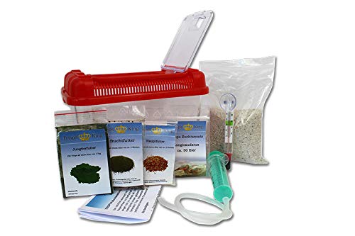 Triops King Urzeitkrebse Einsteiger Set II 150 Eier und einem grünen Deckel - Inkl. Futter, Anleitung, Sand, Thermometer, Triopseiern der Art Longicaudatus und vielem mehr von Triops King