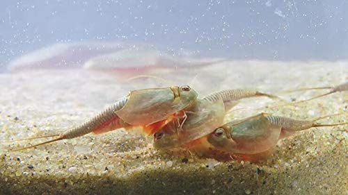 Triops Longicaudatus Urzeitkrebse Starter Set mit ca. 500 Urzeitkrebs-Eiern / Zysten von Triops King aus Deutschland, Anleitung zur Zucht und Jungtier-Futter - Züchte deine eigenen Urzeitkrebse bei dir zu Hause im Aquarium von Triops King