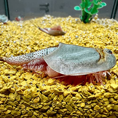 Triops Longicaudatus Urzeitkrebse Starter Set mit ca. 1000 Urzeitkrebs-Eiern / Zysten von Triops King aus Deutschland, Anleitung zur Zucht und Jungtier-Futter - Züchte deine eigenen Urzeitkrebse bei dir zu Hause im Aquarium von Triops King