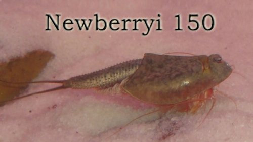 Triops Newberryi ca. 150 Eier Starter Set von Triops King