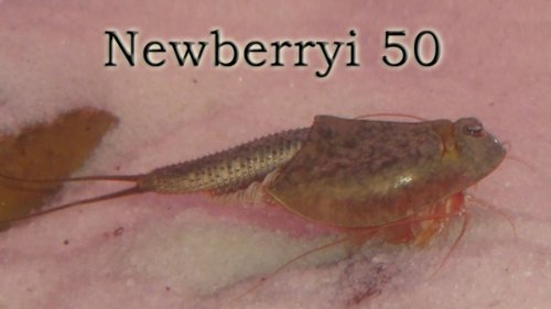 Triops Newberryi ca. 50 Eier Starter Set von Triops King