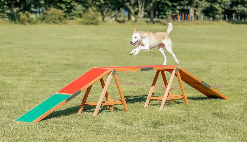 Trixie Fun Agility Steg Trixie Fun Agility Steg von Trixie
