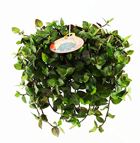 Tropic-Shop.de 1x Flumi Ampel - Tradescantia für Nager, Katzen, Vögel und Reptilien, 14cm Topfdurchmesser von Tropic-Shop.de
