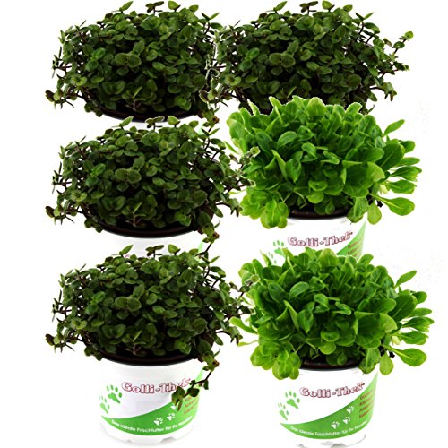 Pflanzen Set für Echsen/Schildkröten - 4X Golliwoog / 2X Ackersalat - Frische Futterpflanzen für Ihre Schildkröten BZW Echsen wie Z.B Bart Agamen von Tropic Shop