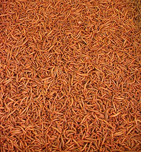 Mehlwürmer lebend 100g aus Deutscher Zucht Mehlwürmer lebend 100g aus Deutscher Zucht von TropicShop