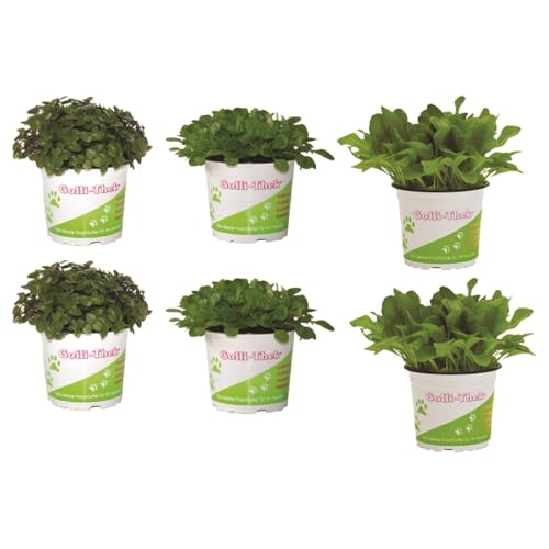Pflanzen Set für Echsen/Schildkröten - 2X Golliwoog, Ackersalat & Zicholli - Frische Futterpflanzen für Ihre Schildkröten BZW Echsen wie Z.B Bart Agamen von TropicShop